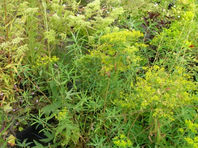 Euphorbia 'Lesliei'